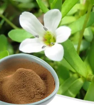 Panax Ginseng and L-Theanine ingredients